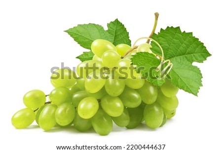 Grapes isolated. Bunch of ripe green grapes with leaves and vine on a white background.