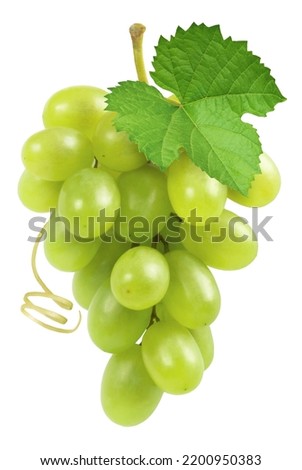 Grapes isolated. Bunch of ripe green grapes with green leaf and vine.