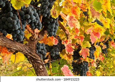 Grapes In Kakheti - A Cradle Of Wine, Georgia