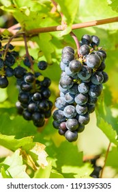 Grapes In A Kelowna Winery