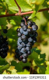 Grapes In A Kelowna Winery