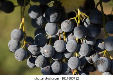 Grapes Of Lambrusco Grasparossa In Castelvetro