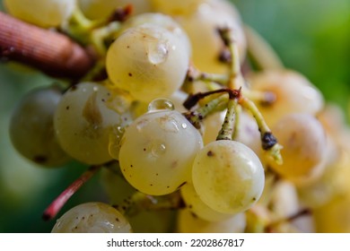 Grapes Macro Photography Water Drops