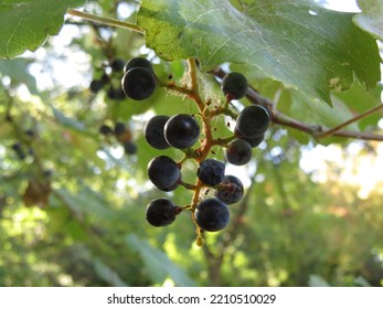 Grapes, Mendocino National Forest, Chico, CA. 2022