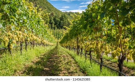 Grapes (Mueller Thurgau) At The Vine, South Tyrol, Italy. Guyot Vine Training System