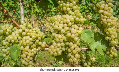 Grapes (Mueller Thurgau) At The Vine, South Tyrol, Italy. Guyot Vine Training System