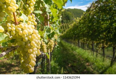 Grapes (Mueller Thurgau) At The Vine, South Tyrol, Italy. Guyot Vine Training System