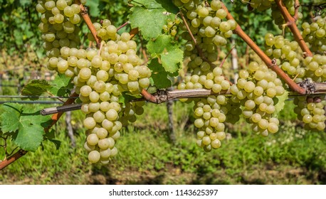 Grapes (Mueller Thurgau) At The Vine, South Tyrol, Italy. Guyot Vine Training System