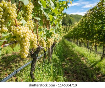 Grapes (Mueller Thurgau) At The Vine, South Tyrol, Italy. Guyot Vine Training System