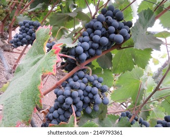 Grapes in Natura, the Syrah grapes its one of the best to do a really good wine - Shutterstock ID 2149793361