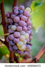 Grapes With Noble Rot For Sauternes Wine