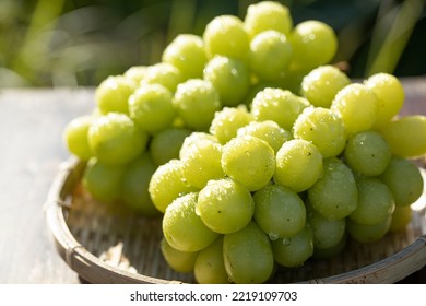 Grapes on a basket (Shine Muscat)