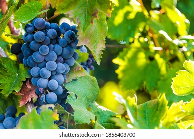 Grapes on the plantation of grapevines in Apulia, Italy.