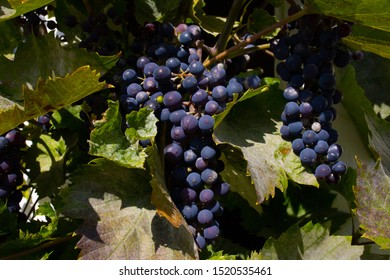 Grapes On The Vine, Bornholm