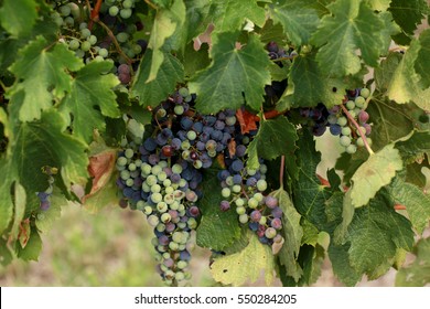 Grapes On The Vine, Hunter Valley