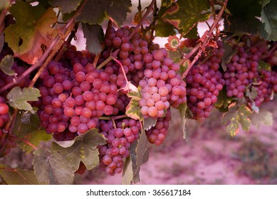 Grapes on the vine ready for harvest, Niagara on the Lake, Ontario, Canada