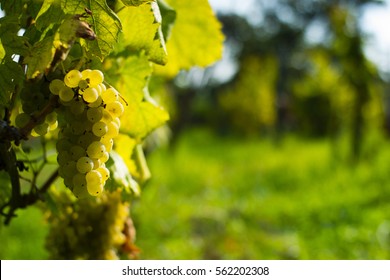 Grapes On Vine Stock At Wine Yard