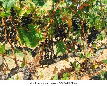 Grapes On The Vine At A Texas Winery