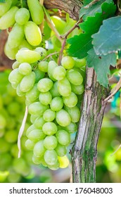 grapes orchard - Shutterstock ID 176048003