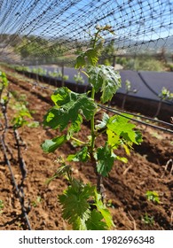 Grapes Plant In A Field For Wine Production In Baja California Mexico