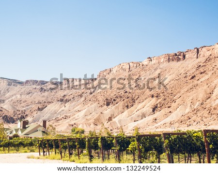 Grapes ready to be harvested at a vineyard in Palisade, Colorado.