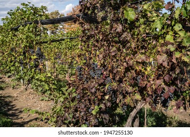 Grapes Ripe And Ready For Harvest At Finger Lakes Vineyard,