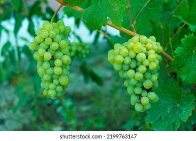 Grapes ripening on the vine, grapes ripening on the vine concept idea. - Shutterstock ID 2199763147