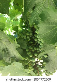 Grapes In Santa Maria, CA