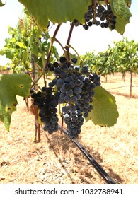 Grapes At A Texas Winery Near DFW Summer 2017