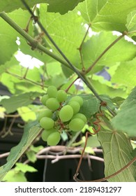 The Grapes That Are Starting To Get Bigger.