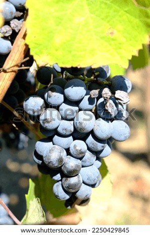 Grapes of Touriga Nacional at the vine 