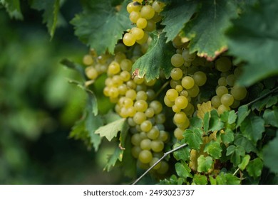 Grapes used for wine production are carefully cultivated to enhance their flavor and sugar content, crucial for fermentation. - Powered by Shutterstock