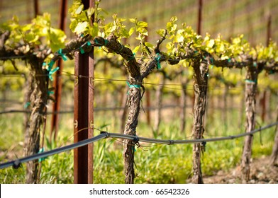 Grapes Vines In Vineyard During Spring