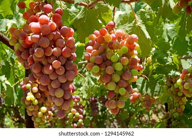 Grapes in vineyard - Shutterstock ID 1294145962