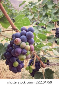 Grapes in vineyard - Shutterstock ID 551134750