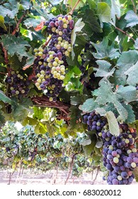 grapes in vineyard 