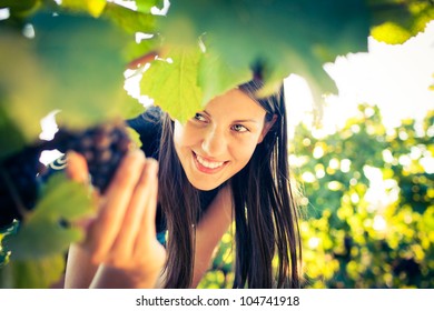 Grapes in a vineyard being checked by a female vintner (color toned image) - Powered by Shutterstock