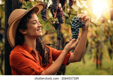 Grapes in a vineyard being checked by a female vintner.Young woman harvesting in vineyards.Woman inspecting grapes in vineyard. - Powered by Shutterstock