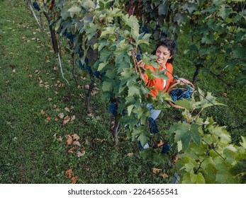 Grapes in a vineyard being checked by a female vintner. Young woman harvesting in vineyards. Woman inspecting grapes in vineyard.