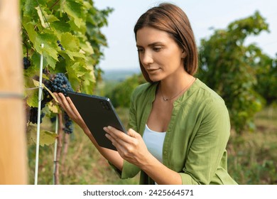 Grapes in a vineyard being checked by a female vintner. Woman using tablet to check grapes - Powered by Shutterstock