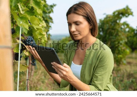 Grapes in a vineyard being checked by a female vintner. Woman using tablet to check grapes