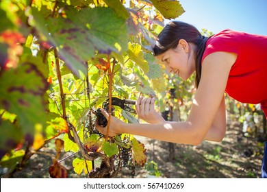 Grapes in a vineyard being harvested by a female vintner (color toned image)