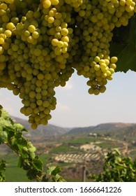 Grapes At A Vineyard In Crete, Greece