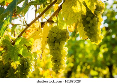 Grapes in a vineyard - detail