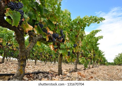 Grapes in a vineyard, La Rioja (Spain)