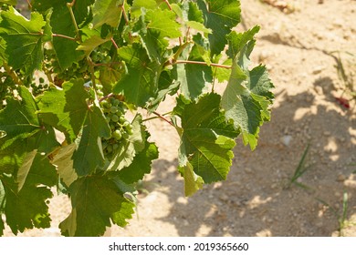 Grapes In Vineyard In The Mountains Of Crete Close Up