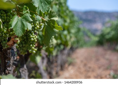 Grapes In A Vineyard In Patrimonio, Corsica