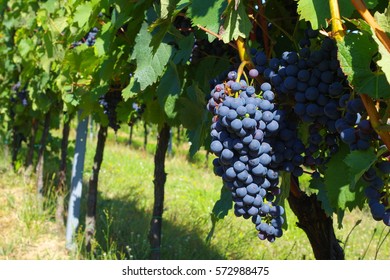 Grapes, Vineyard Satov, South Moravia, Czech Republic