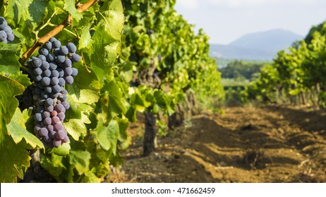  Grapes In The Vineyard In The South Of France In The Provence