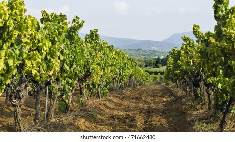 Grapes In The Vineyard In The South Of France In The Provence